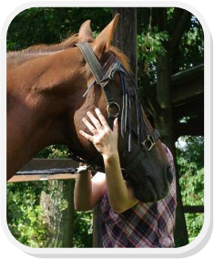 Bild 1 von Pferd während Craniosacraltherapie
das Pferd schaut aufmerksam und wach