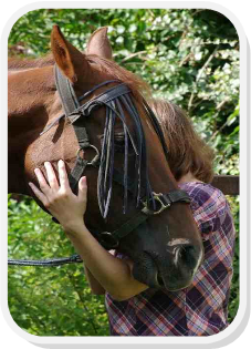 Bild 3 von Pferd während Craniosacraltherapie
das Pferd ist nun entspannt, erkennbar an seiner Haltung, es hängt entspannt die Unterlippe herunter, der Blick ist nach innen gekehrt